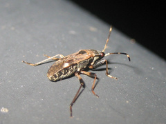 Panaorus csikii