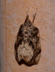 Crocidolomia suffusalis