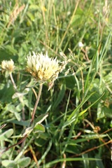 Trifolium ochroleucon