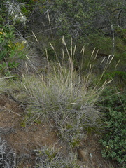 Calamagrostis ophitidis