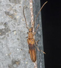 Scolecobrotus variegatus