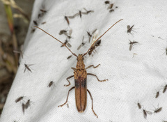 Scolecobrotus variegatus