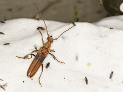 Scolecobrotus variegatus