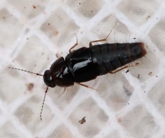 Habrocerus capillaricornis