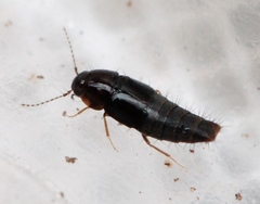 Habrocerus capillaricornis