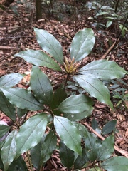 Neolitsea aciculata