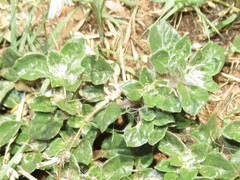 Guilleminea densa