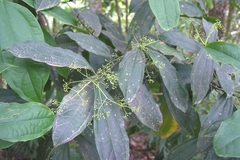 Aiouea neurophylla