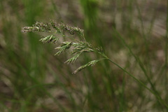 Poa angustifolia