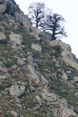 Ovis gmelini gmelini