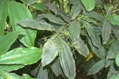 Aiouea neurophylla
