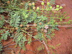 Mimosa rupertiana