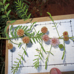 Mimosa rupertiana