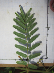 Mimosa rupertiana