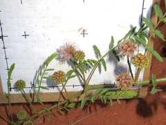 Mimosa rupertiana