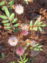 Mimosa rupertiana