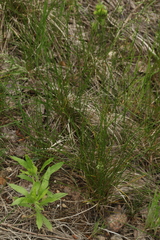 Poa angustifolia
