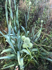 Eryngium yuccifolium
