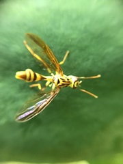 Toxotrypana curvicauda