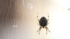 Araneus diadematus