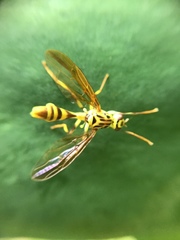 Toxotrypana curvicauda