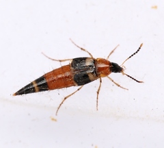 Lordithon lunulatus