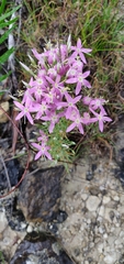 Zeltnera beyrichii