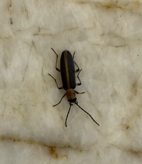Oxycopis
