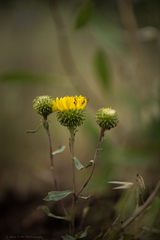 Grindelia nana