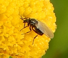Nematocera
