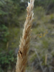 Calamagrostis ophitidis