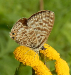 Leptotes pirithous