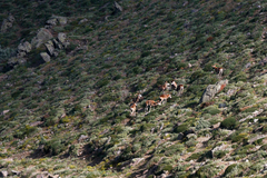 Ovis gmelini gmelini