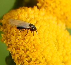 Nematocera