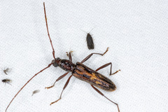Aesiotyche favosa