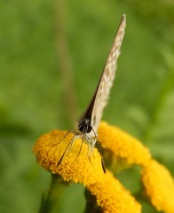 Leptotes pirithous