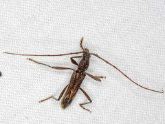 Aesiotyche favosa