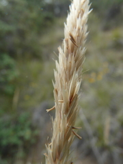 Calamagrostis ophitidis