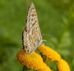 Leptotes pirithous