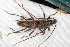 Aesiotyche favosa