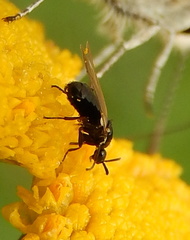Nematocera