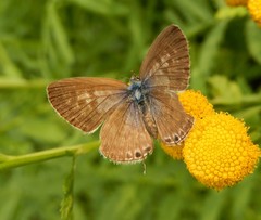 Leptotes pirithous