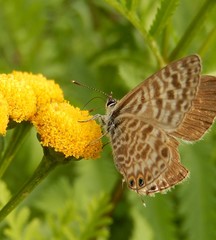 Leptotes pirithous