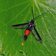 Synanthedon rubrofascia