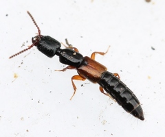 Nudobius lentus
