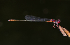 Enallagma dubium
