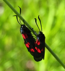 Zygaena lonicerae