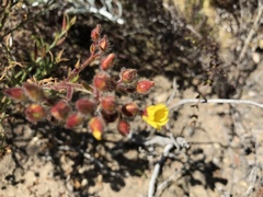 Crocanthemum greenei