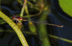 Enallagma dubium