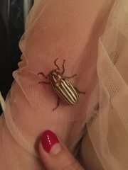 Polyphylla decemlineata